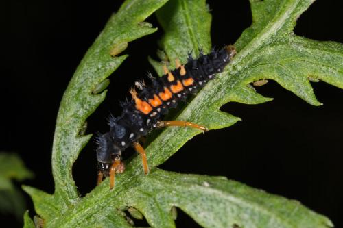 Harmonia axyridis