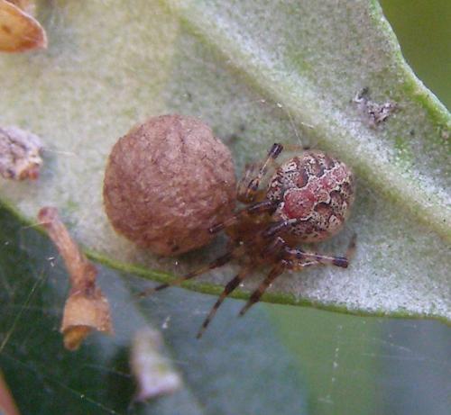 Theridion pinastri
