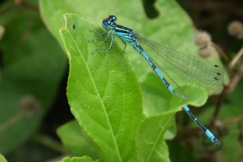 Réf. 88 676 : Coenagrion mercuriale