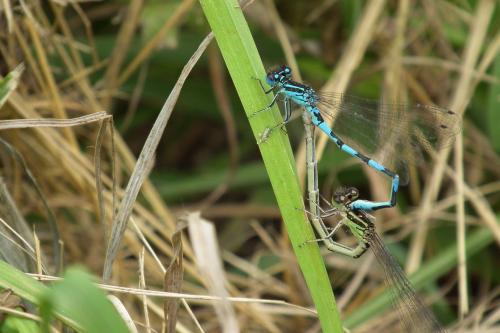 Coenagrion mercuriale