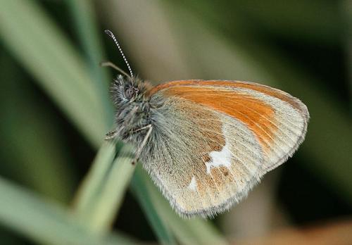Réf. 88 980 : Coenonympha glycerion