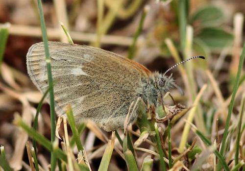 Réf. 88 981 : Coenonympha glycerion