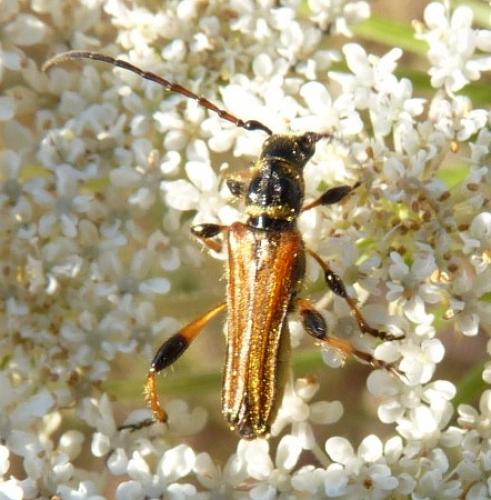 Réf. 88 348 : Stenopterus ater