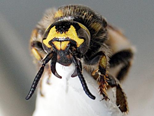 Colpa sexmaculata