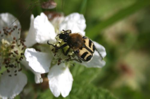 Trichius sp.