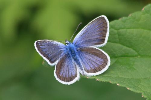 Réf. 88 404 : Plebejus argus