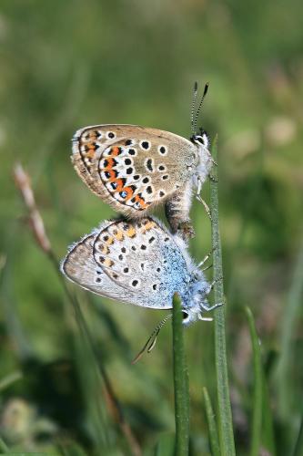 Réf. 88 410 : Plebejus argus
