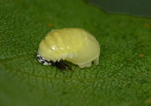 Réf. 88 476 : Calvia decemguttata