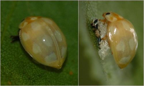 Réf. 88 477 : Calvia decemguttata