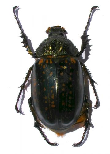 Cheirotonus parryi