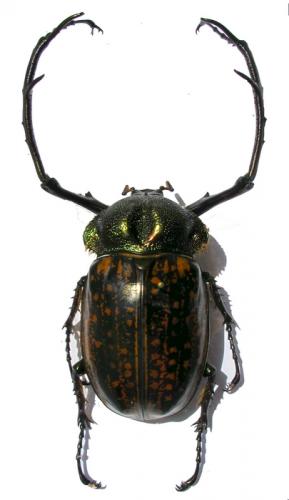 Cheirotonus parryi