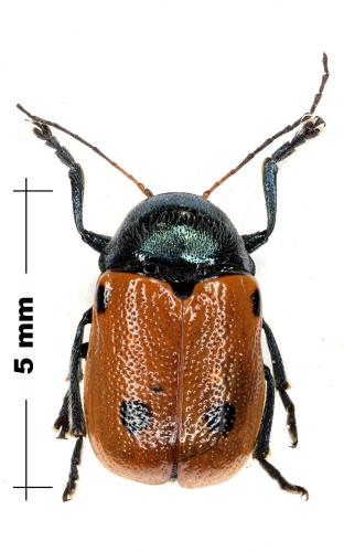 Réf. 88 394 : Cryptocephalus ilicis
