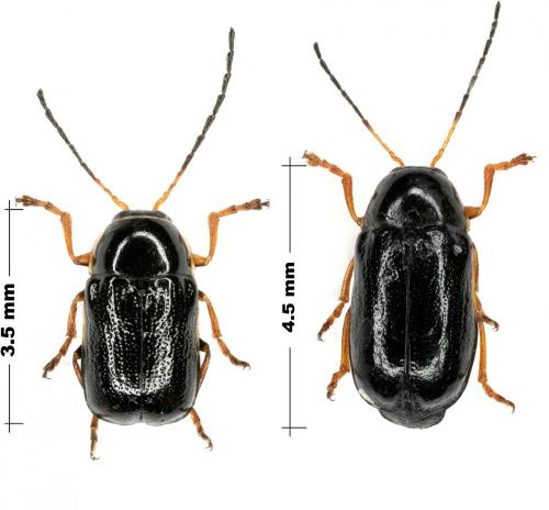 Cryptocephalus turcicus