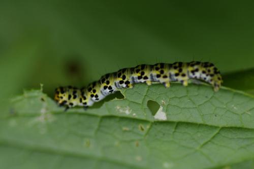 Cucullia sp.