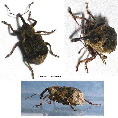 Grypus equiseti
