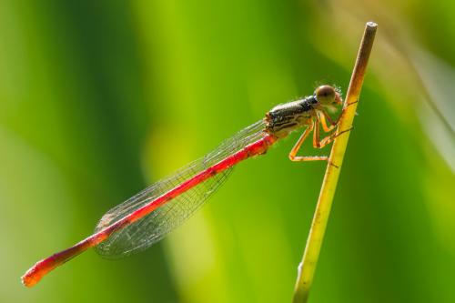 Ceriagrion tenellum