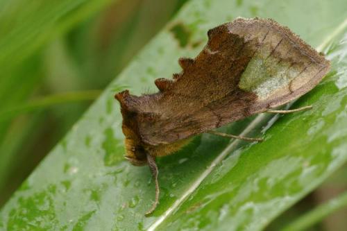 Diachrysia chryson