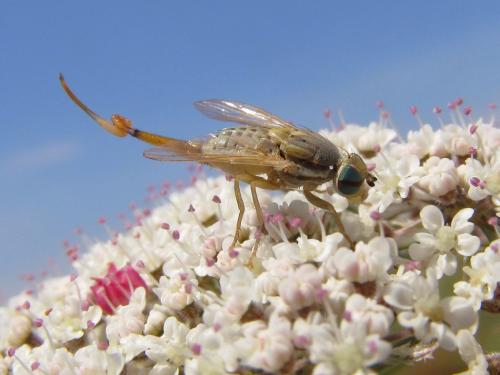 Réf. 88 134 : Terellia longicauda