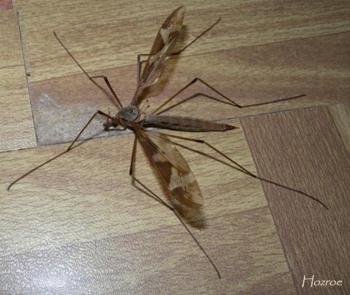 Réf. 88 136 : Tipula maxima