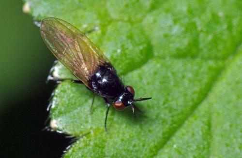 Lauxania sp.
