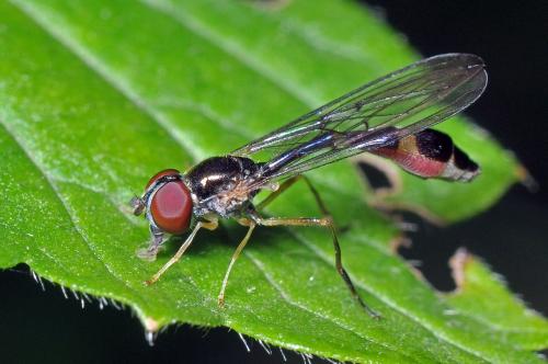 Baccha elongata