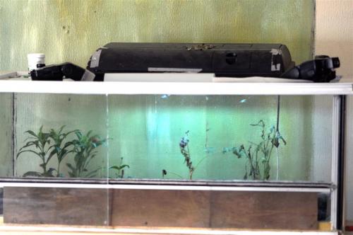 Insectarium sp.