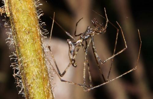 Rhomphaea cometes