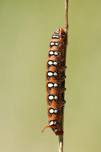 Hyles euphorbiae
