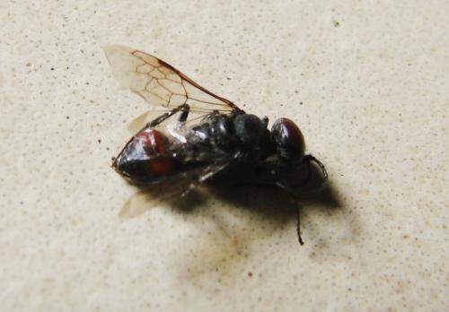 Astata sp.