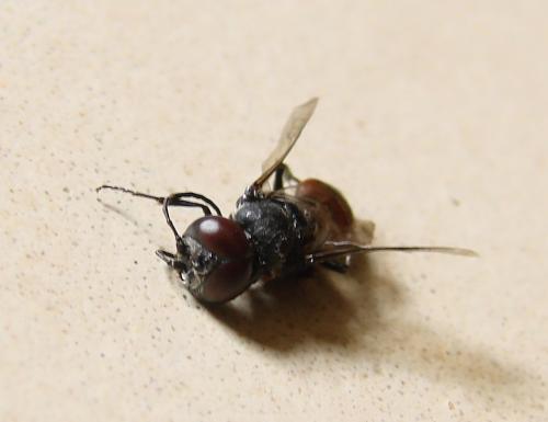 Astata sp.