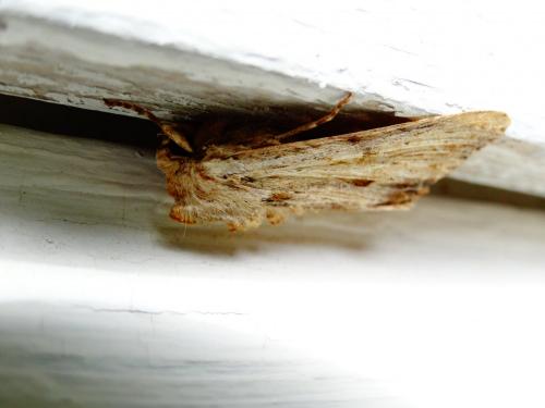 Réf. 88 123 : Apamea sp.