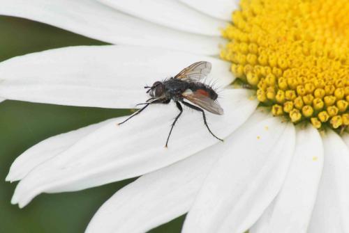 Réf. 88 459 : Eriothrix rufomaculata