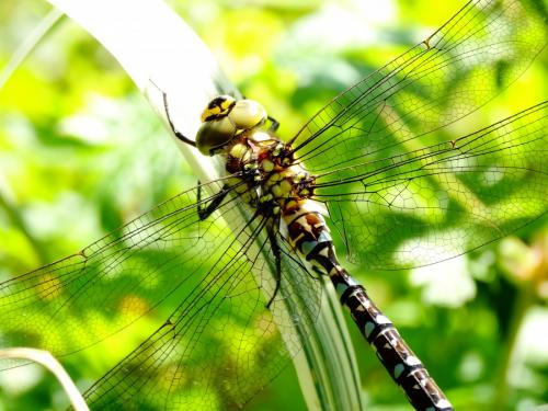 Aeshna cyanea