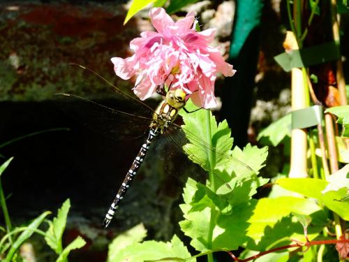 Aeshna cyanea