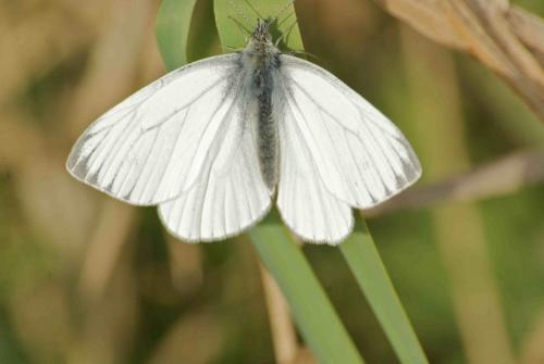 Réf. 88 411 : Pieris napi