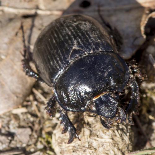 Typhaeus typhoeus