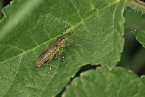Lixus iridis