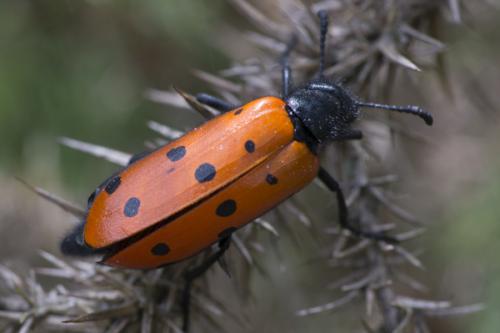 Réf. 88 769 : Mylabris hieracii