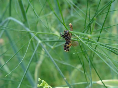 Sphaerophoria scripta