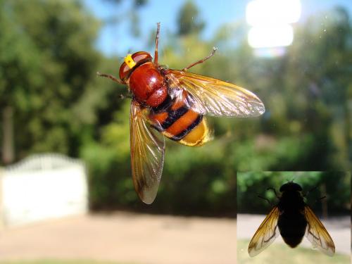 Volucella zonaria