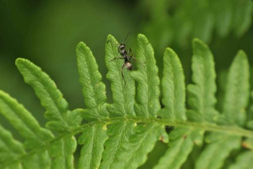Formica sp.