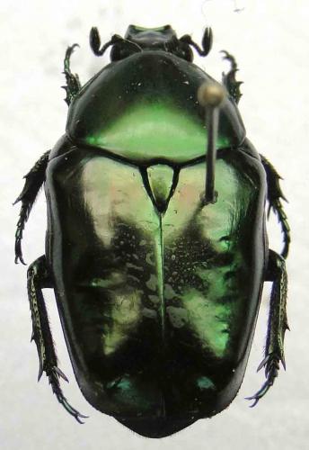 Réf. 88 321 : Diplognatha viridula
