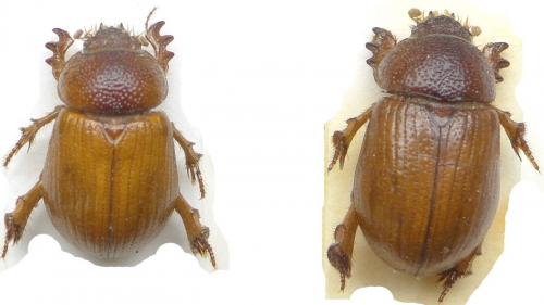 Orubesa plicifrons