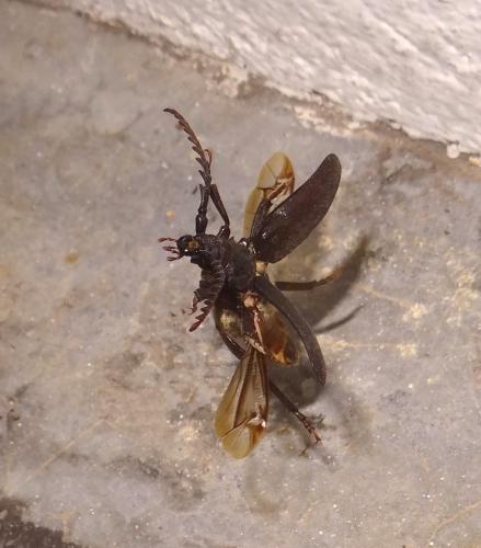 Prionus coriarius