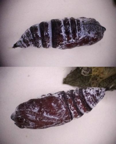 Falcaria lacertinaria