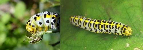Cucullia scrophulariae