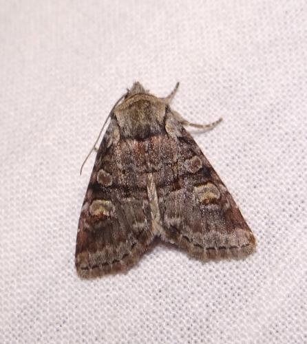 Réf. 88 837 : Brachylomia viminalis