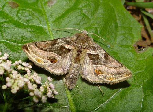Euchalcia variabilis