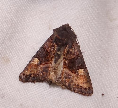 Réf. 88 750 : Euplexia lucipara