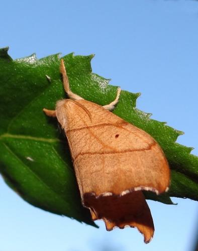 Falcaria lacertinaria